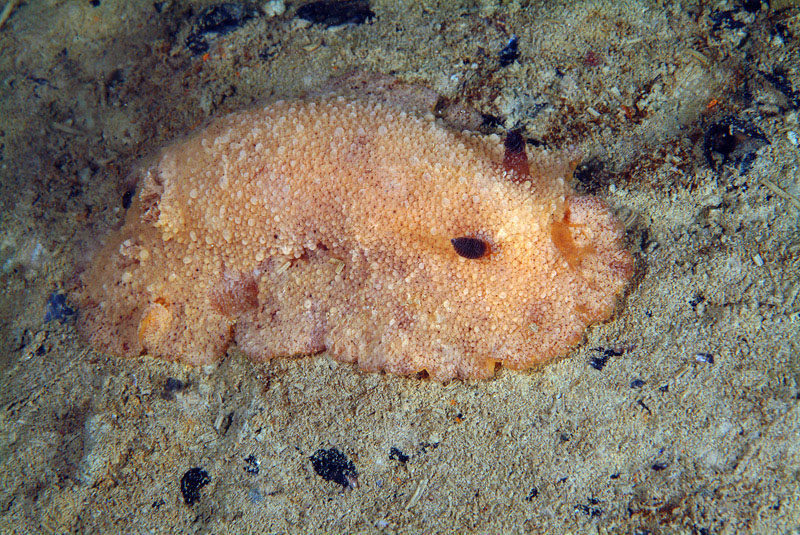 Archidoris pseudoargus